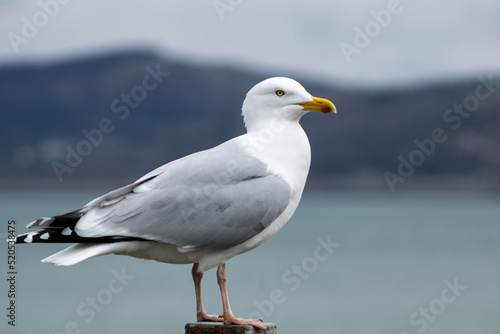 Photos seagull on the beach