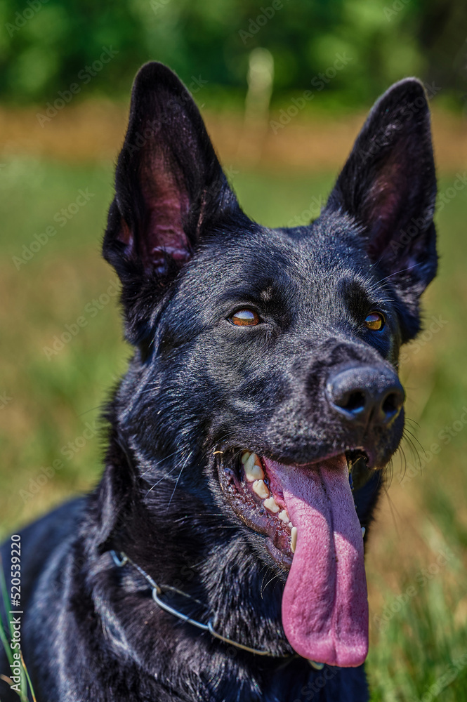 Portrait of a shepherd dog with black fur. Portrait of a shepherd dog with black fur.