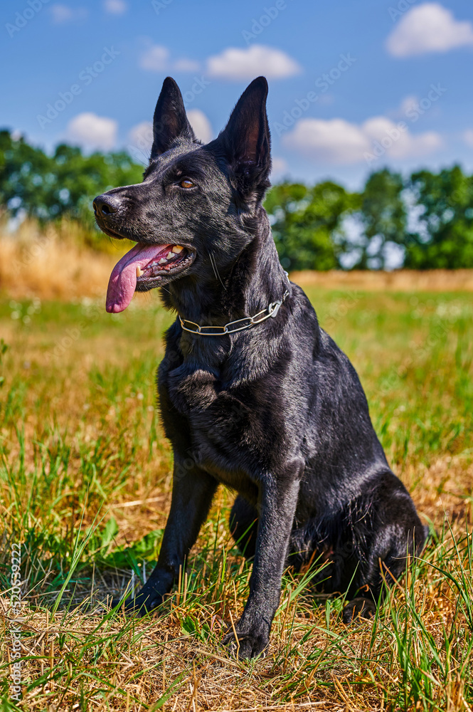 A shepherd dog with black fur is sitting in a meadow.
