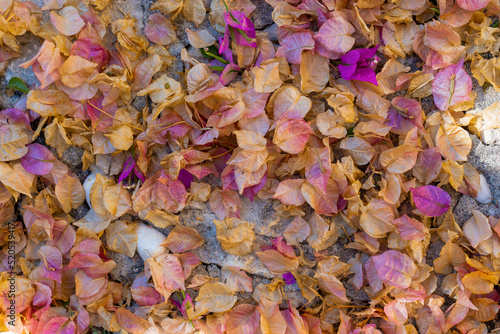 Background view of dried flowers of bougainvillea on the ground