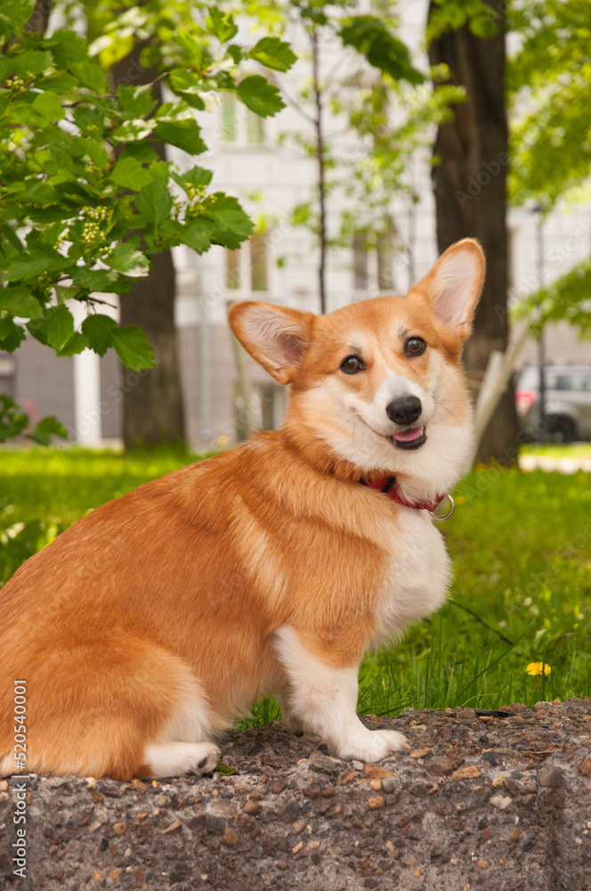 portrait of a corgi on a background of trees and foliage on a summer day