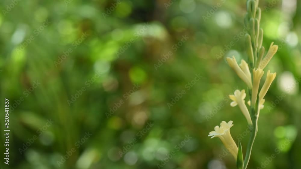 Yellow Tuberose flowers on nature background. Yellow Tuberose flowers on nature background.