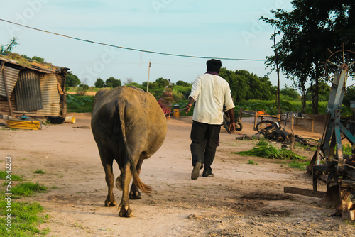 A man is giving green fodder to his buffalo,
