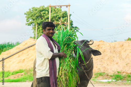 A man is giving green fodder to his buffalo,
