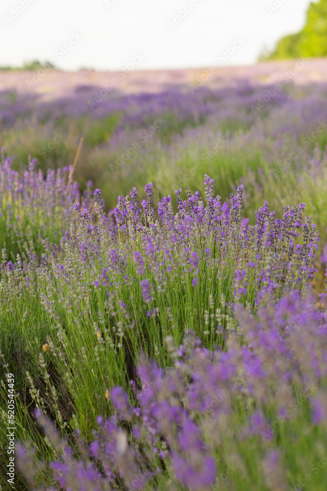 Obraz premium lavender field