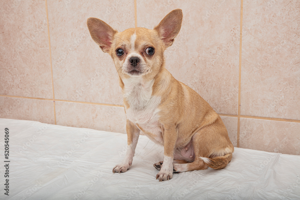 Portrait of a cute purebred chihuahua. Chihuahua puppy long-haired.