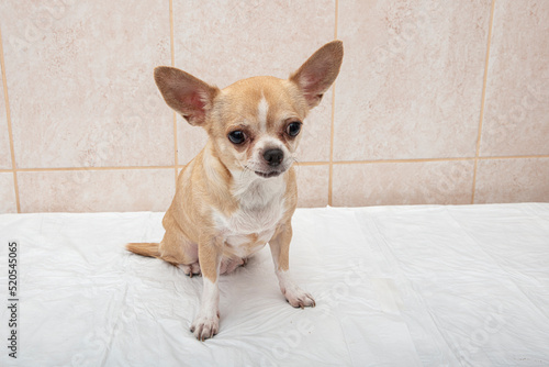 Portrait of a cute purebred chihuahua. Chihuahua puppy long-haired.