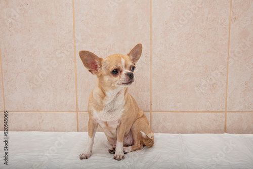 Portrait of a cute purebred chihuahua. Chihuahua puppy long-haired.