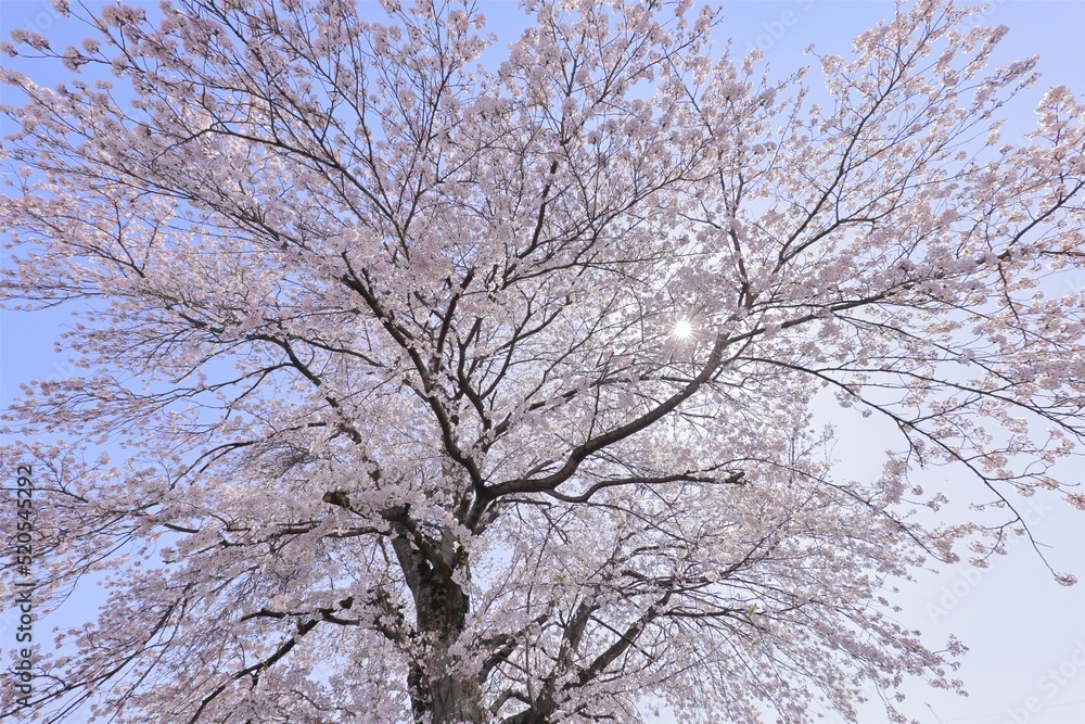 晴天に輝く桜 晴天に輝く桜