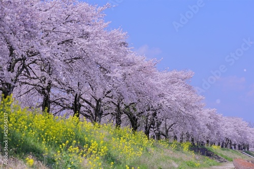 桜並木　春爛漫