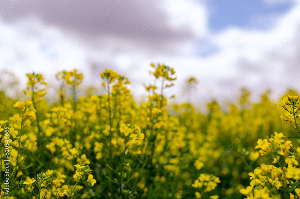 Canola flower field farm New South Wales Australia Canola flower field farm New South Wales Australia