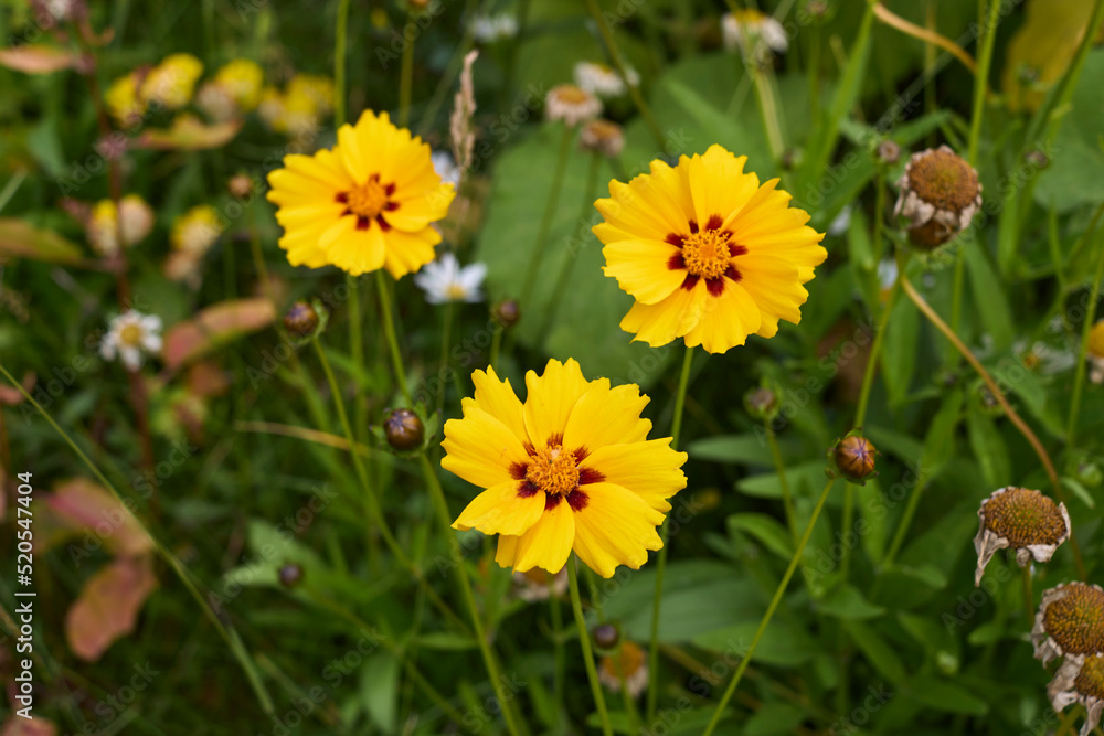 Coreopsis grandiflora Coreopsis grandiflora