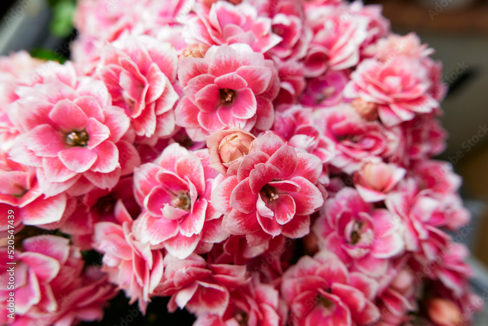 Kalanchoe blossfeldiana Kalanchoe blossfeldiana