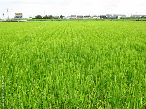 夏の郊外の稲穂をつけ始めた青田風景