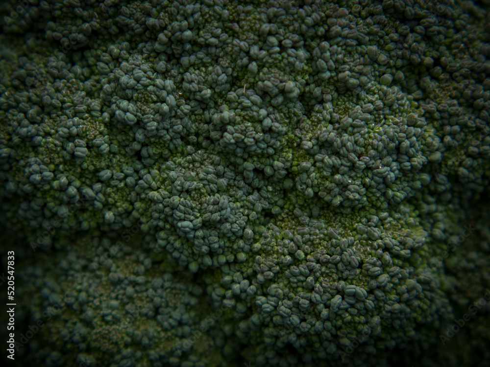 broccoli in the garden, a head of broccoli in the garden in the home garden