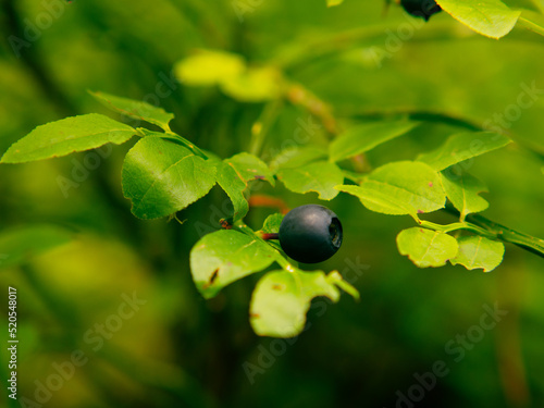 Common blueberry (Vaccinium myrtillus). Close-up of a blueberry bush with ripe berries in the forest