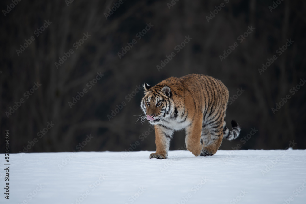 Obraz premium Siberian Tiger running in snow. Beautiful, dynamic and powerful photo of this majestic animal. Set in environment typical for this amazing animal. Birches and meadows