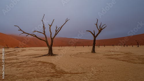 Dead Camelthorn Trees against red dunes and blue sky in Deadvlei  Sossusvlei. Namib-Naukluft National Park  Namibia  Africa