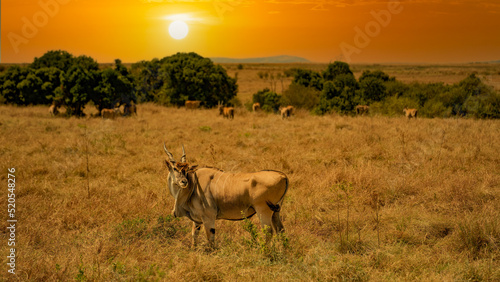 An eland bull (Taurotragus oryx) glances at the camera as he walks across a hilly savannah. Ol Pejeta Conservancy, Laikipia, Kenya. photo