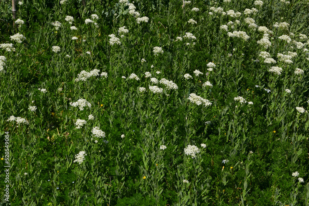 Lepidium draba in bloom