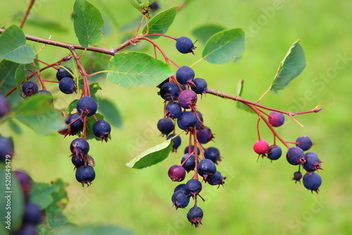 Принти на полотні Saskatoon berry or Amelanhier , a genus of plants of the family Pink, Rosaceae, deciduous shrub