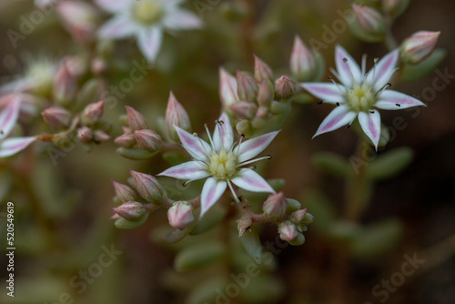 Closeup of clusters tiny pink bloom sedum hispanicum or stonecrop flowers