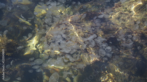 Photo of the Black Sea with a lot of jellyfish in Crimea