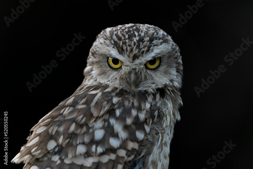  Portrait of a beautiful Burrowing owl (Athene cunicularia). Looking into the camera. Isolated on a black background. Angry bird. 