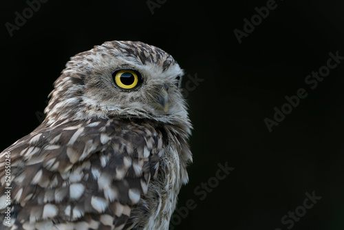  Portrait of a beautiful Burrowing owl (Athene cunicularia). Looking into the camera. Isolated on a black background. Angry bird. 