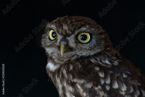 Portrait of a juvenile Little owl (Athene noctua) . Dark background. Noord Brabant in the Netherlands. 