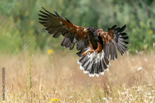 Harris Hawk (Parabuteo unicinctus) in flight. Green bokeh background. Noord Brabant in the Netherlands. 

                                                               photo