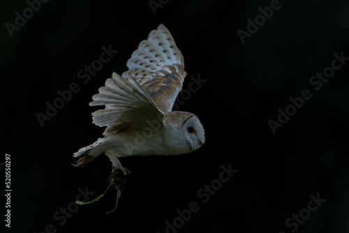 Barn owl (Tyto alba) in flight with a mouse prey . Bokeh background. Noord Brabant in the Netherlands.                                                        © Albert Beukhof