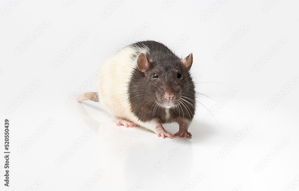 Grey and white pet rat isolated on white background Grey and white pet rat isolated on white background