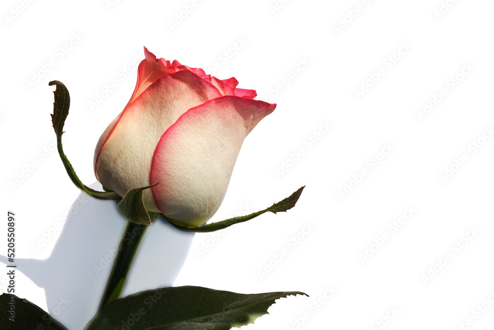 Fototapeta premium Close-up of a cute pink rose on a white background. Soft selective focus. Copy space for text. Template layout. Can be used for wallpaper, wedding card, web page banner
