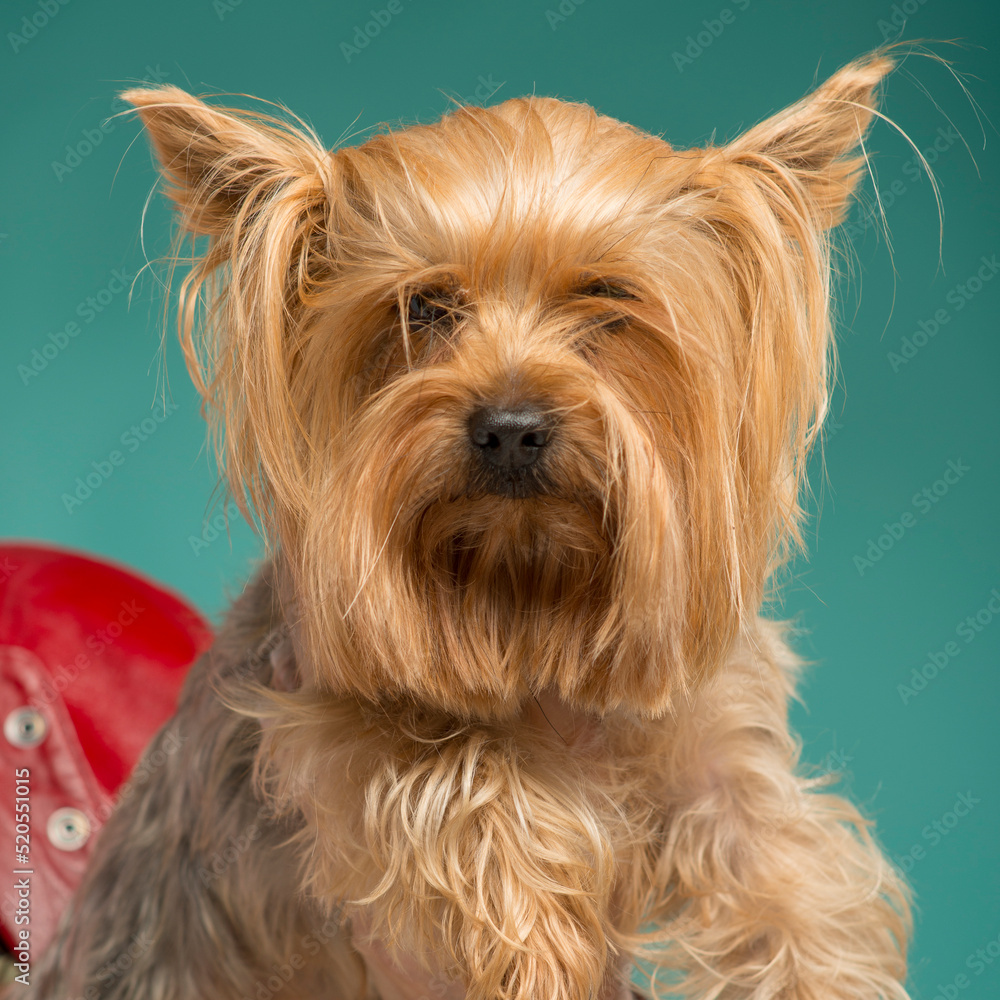 close-up portrait of a yorkshire terrier on a blue background isolated