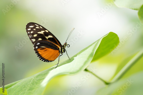  Beautiful Tiger longwing (Heliconius hecale) on a leaf in the amazon rainforest in South America. Presious Tropical butterfly . Blurry green background. 
