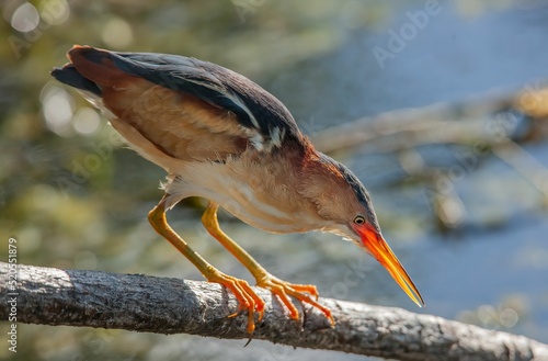 Closeup shot of a least bittern bird perched on a branch