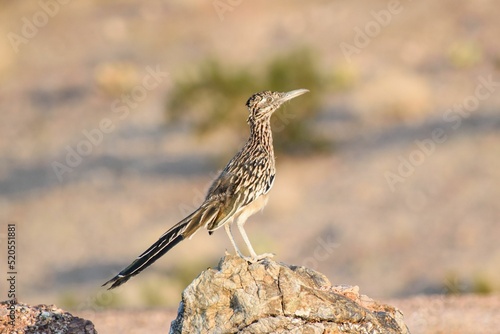 Brown roadrunner bird perched on a rock photo