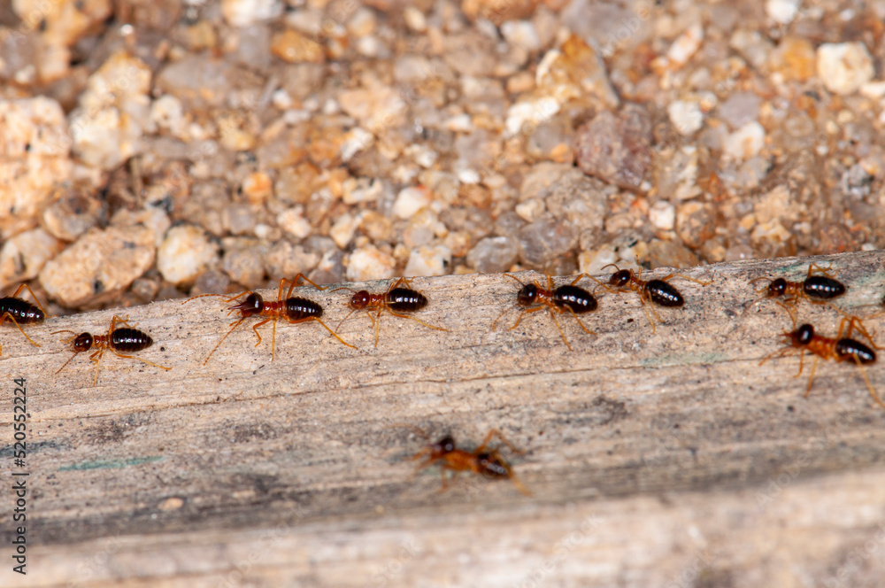 A group of termites walking on dry wood, macro A group of termites walking on dry wood, macro