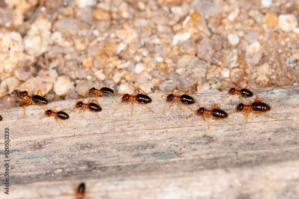 A group of termites walking on dry wood, macro A group of termites walking on dry wood, macro