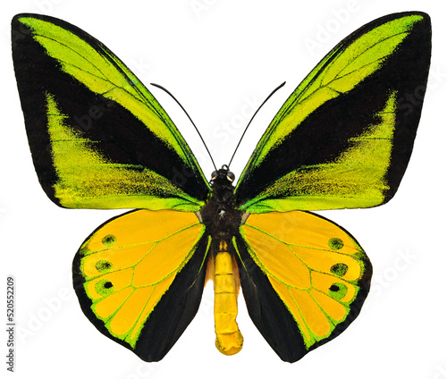 Ornithoptera goliath atlas (male)
Butterfly. 
Entomology In White Background photo