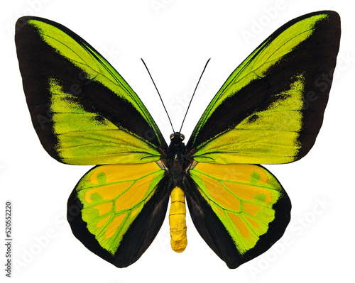 Ornithoptera goliath procus (male)
Butterfly. 
Entomology In White Background photo