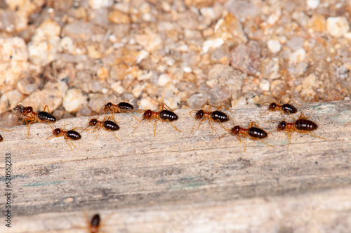 A group of termites walking on dry wood, macro © glebantiy