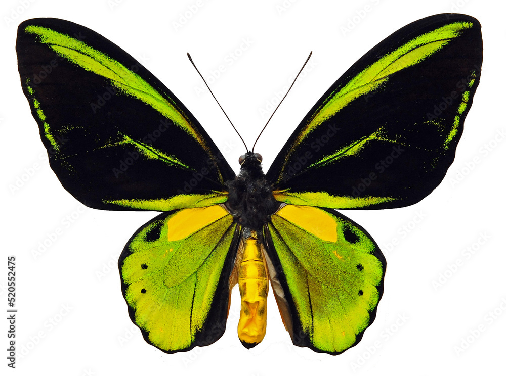 Ornithoptera tithonus (male) X Ornithoptera priamus (female) (hybrid