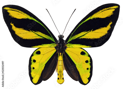 Ornithoptera tithonus tithonus (male)
Butterfly. 
Entomology In White Background photo