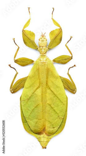 Phyllium letiranti (female)
Walking Leaf Insect in White Background photo