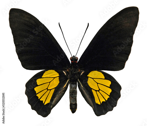 Troides criton criton (male)
Butterfly. 
Entomology In White Background photo