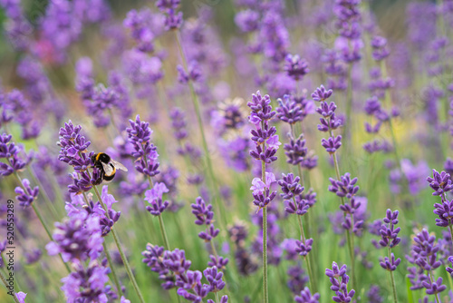 Close up of lavender flower. Lavender background. Bumblebee on lavender flower.