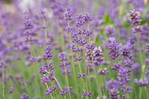 Close up of lavender flower. Lavender background.