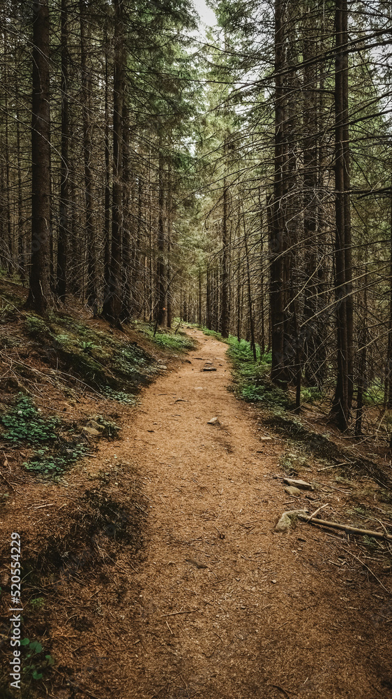 Tourist mountain trail in a pine forest